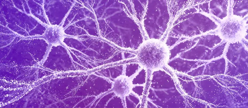 NeuroMax